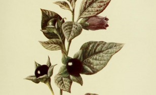 L’erba della regina. Popolari virtù dell’atropa belladonna