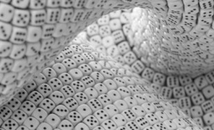 Chi si salva è perduto